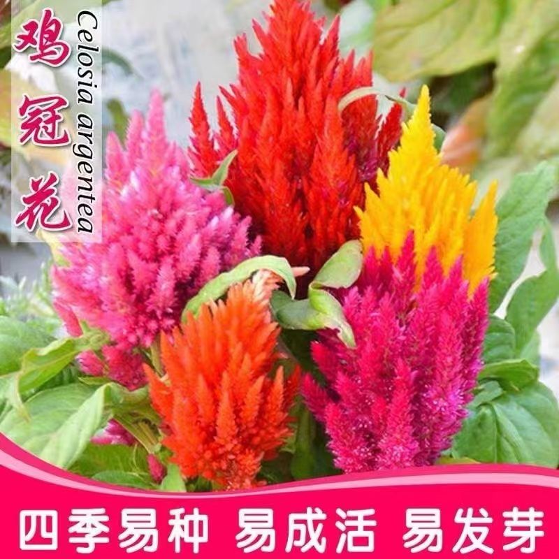 鸡冠花种籽七彩凤尾鸡冠花冠状花种室外耐旱活四季盆栽花卉种籽
