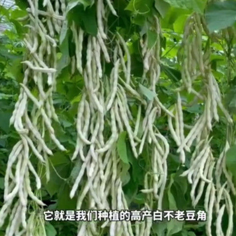 白芸豆白不老豆角种子四季菜种子老来少豆籽早熟高产