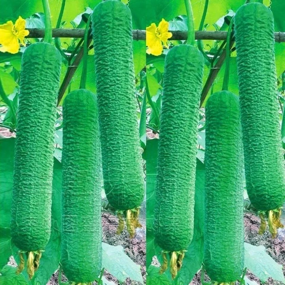 丝瓜种子四季高产皱皮丝瓜种籽耐热抗寒四季蔬菜种籽子孑