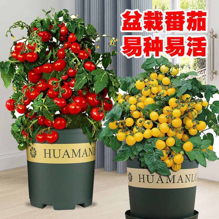 矮生盆栽小番茄种子小西红柿圣女果农家阳台水果蔬菜种子四季播种