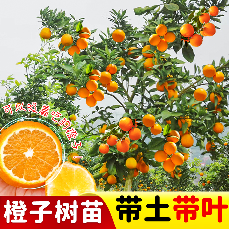 爱媛38号果冻橙树苗冰糖橙廉江红橙纽荷尔脐橙果树苗血橙带土带叶