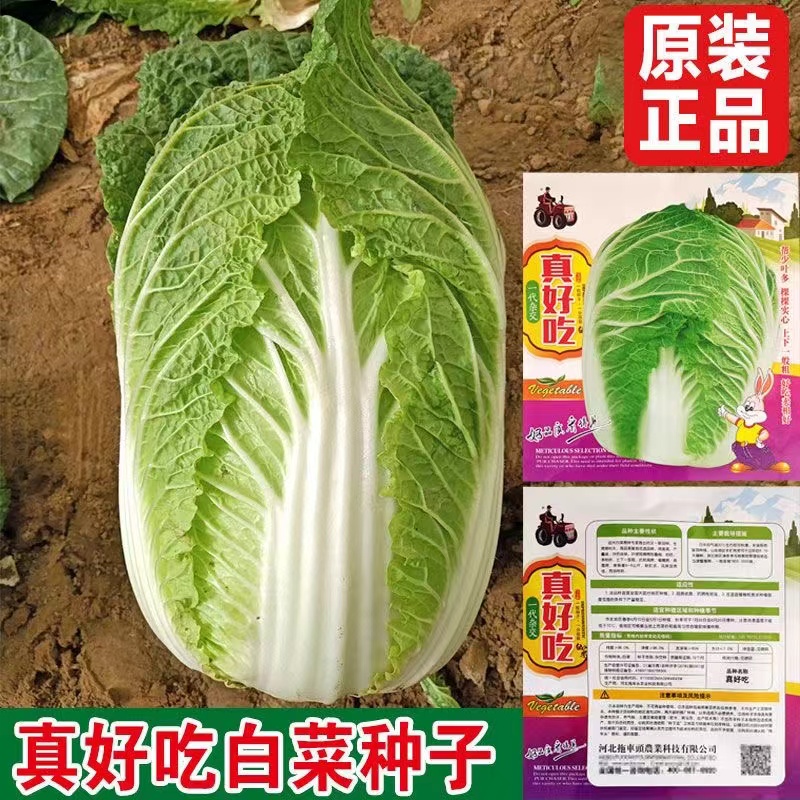 精品真好吃大白菜种子柔嫩味美春播秋季秋播蔬菜高产阳台四季种