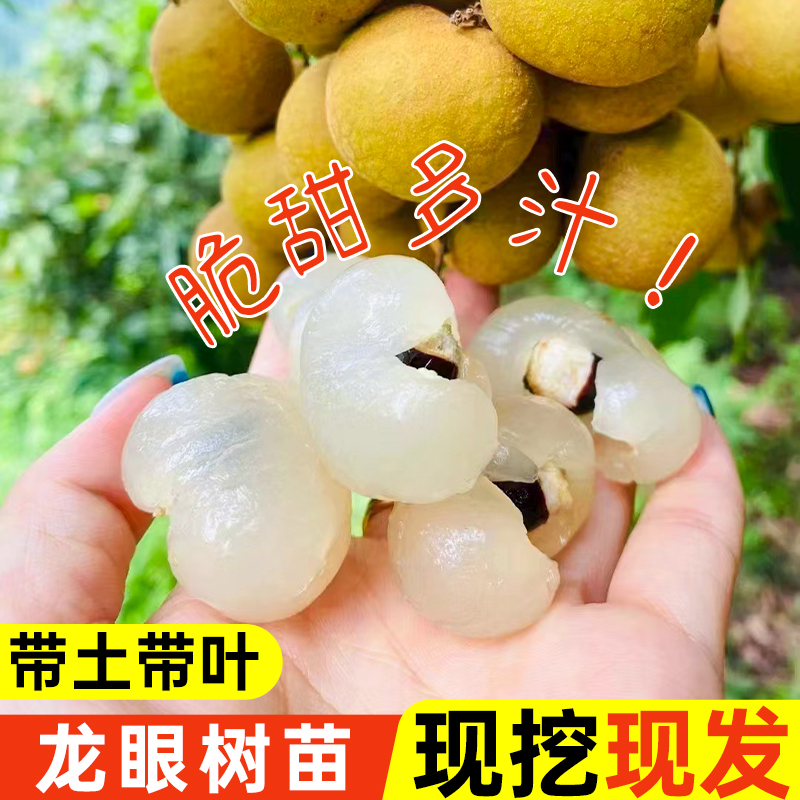 广西正宗龙眼树苗嫁接果苗四季新品种石硖储良带土带叶南方种植