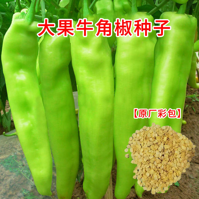 【原装高产】特大牛角椒种子辣椒种籽肉厚青椒种子阳台菜园蔬菜籽