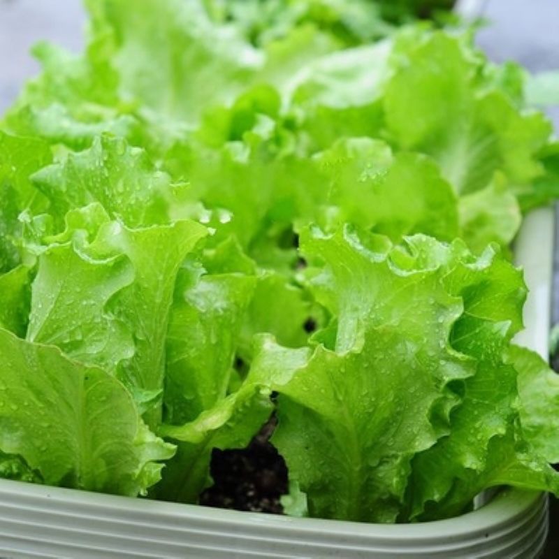 四季奶油生菜种子夏季种籽耐热生吃蔬菜盆栽阳台玻璃生菜农家子