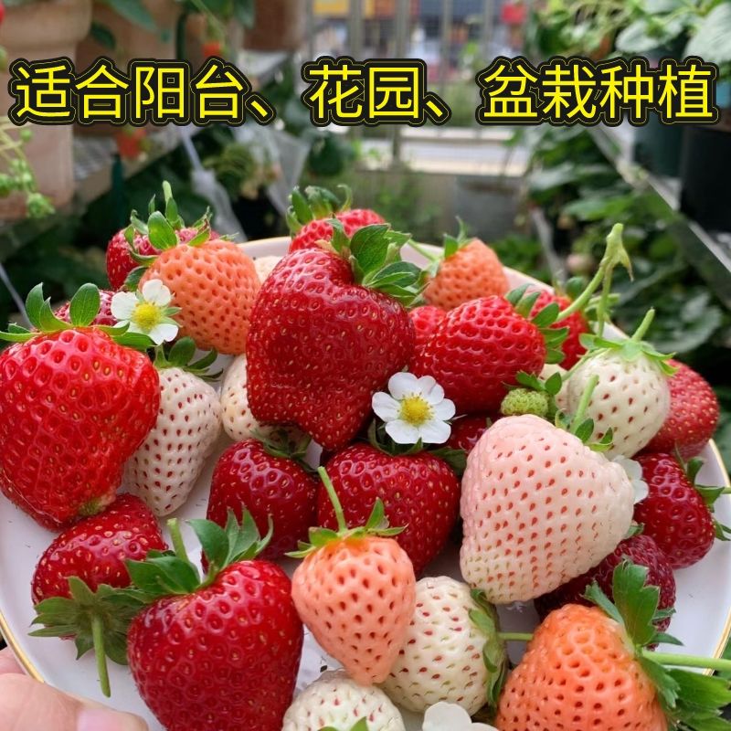 四季奶油草莓种子果大甜庭院阳台易种盆栽蔬菜水果种子