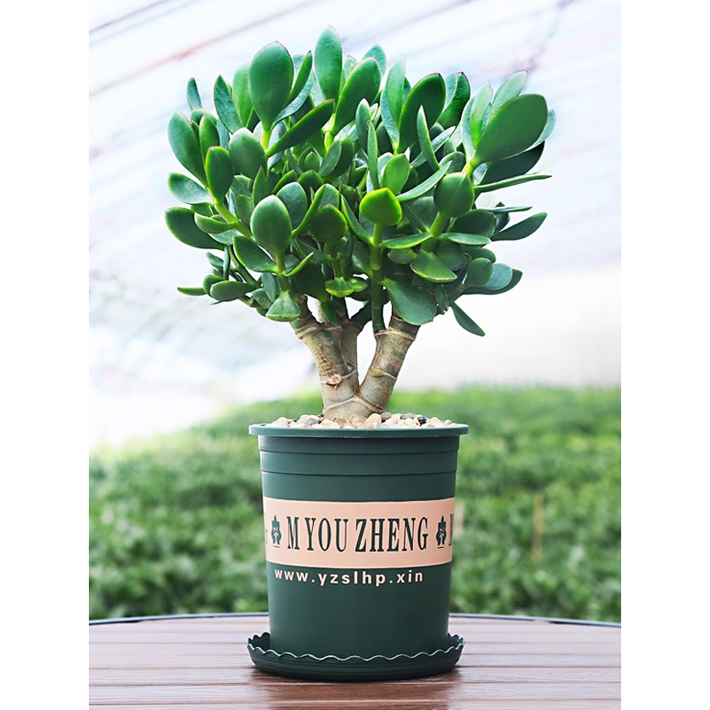 玉树老桩大株盆栽多肉植物室内四季好养绿植净化空气四季常绿盆栽
