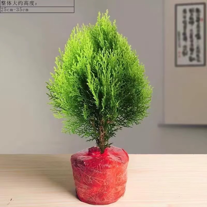 洒金柏扁柏侧柏盆栽盆景庭院阳台室内室外种植易活好养四季常青