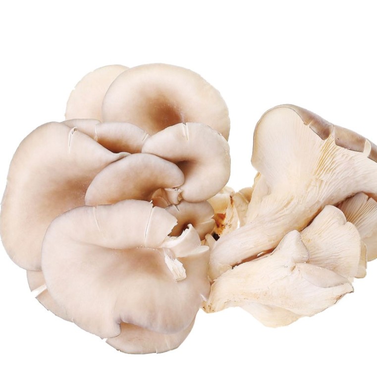 平菇500g