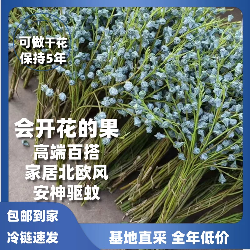 尤加利果特大云南基地直发可做干花