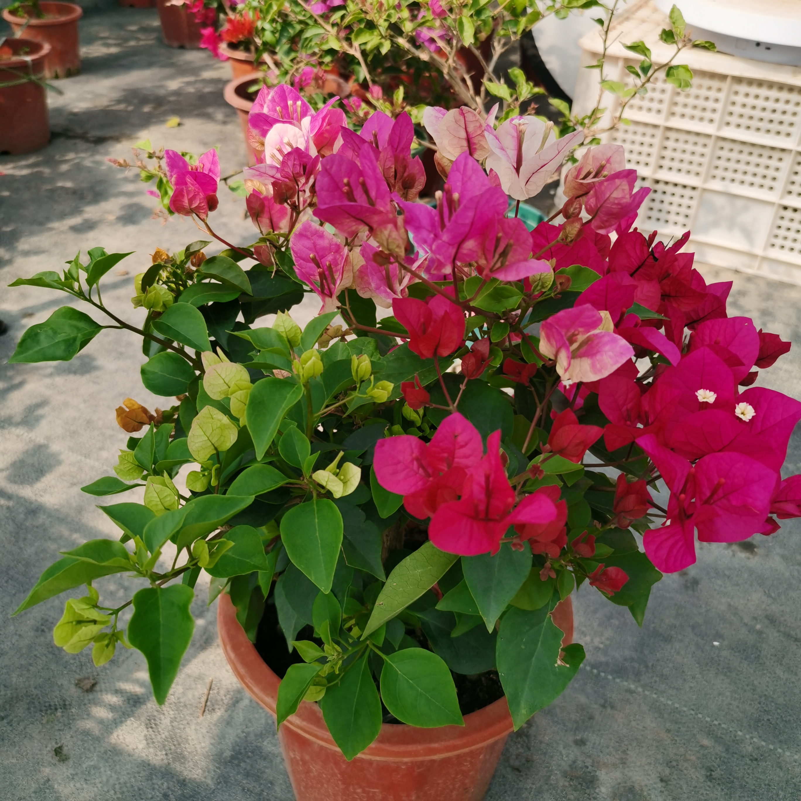 三角梅，多色三棵混栽 勤花品种
