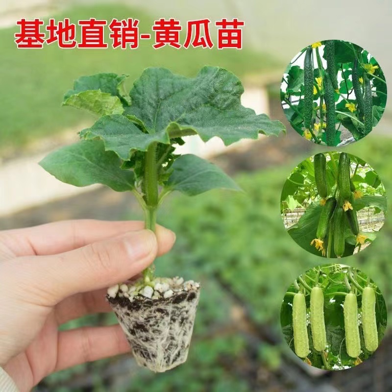 黄瓜苗水果黄瓜秧苗盆栽地栽四季蔬菜水果黄瓜秧苗