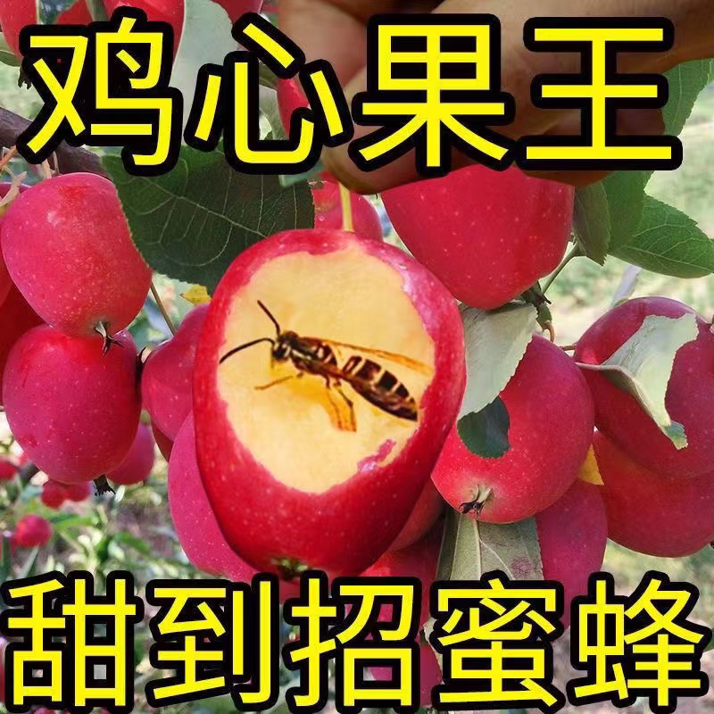 【现摘先发】东北特产鸡心果 新鲜小苹果锦绣海棠果小沙果
