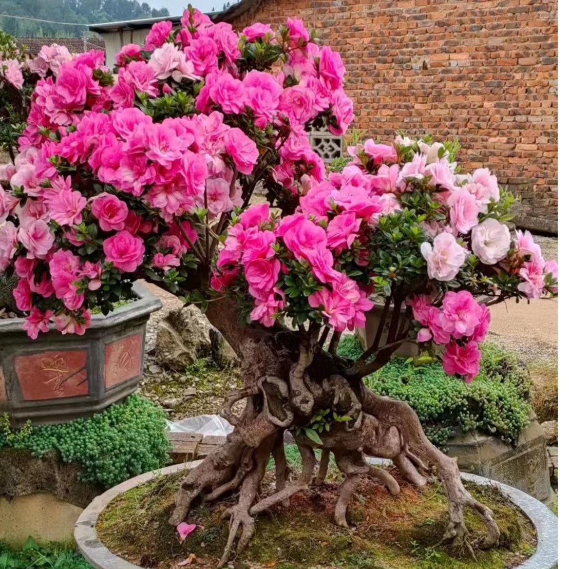 阳台庭院适合种植杜鹃花满天星凤仙花小型盆栽喜阴喜水金达莱花