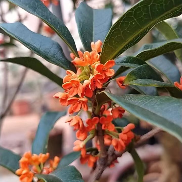 四季桂花树苗浓香型好养盆栽适合室内外阳台庭院种植20~100付款区