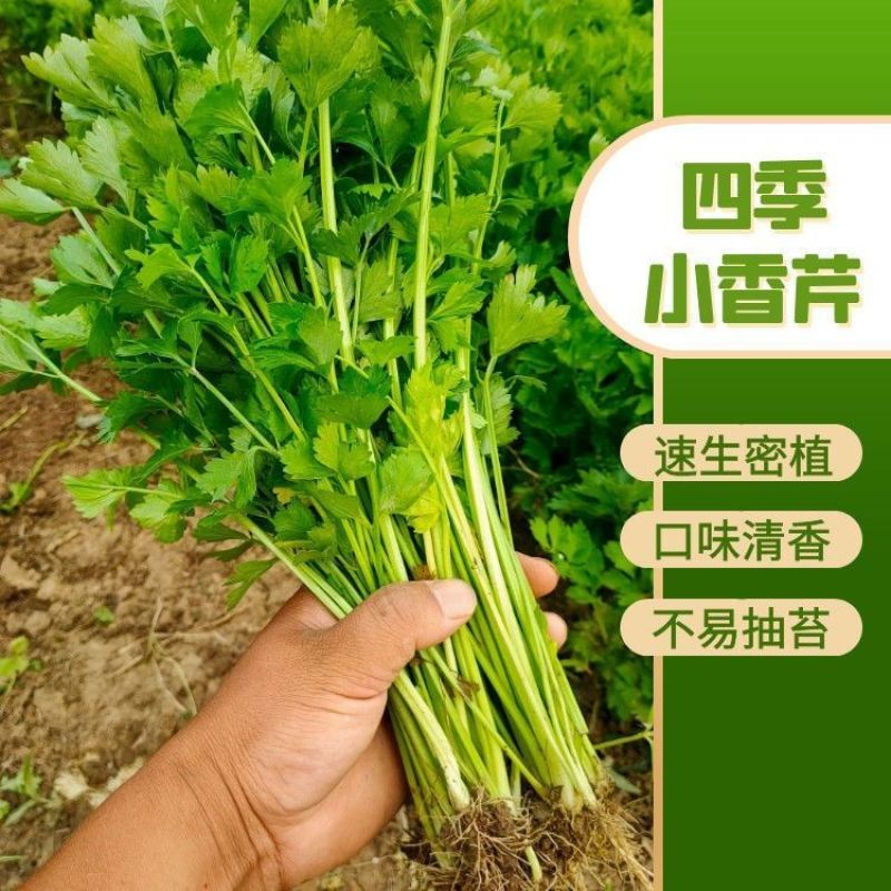 四季小香芹西芹农家土芹菜春节秋季四季播种肉嫩味浓盆栽四季种子