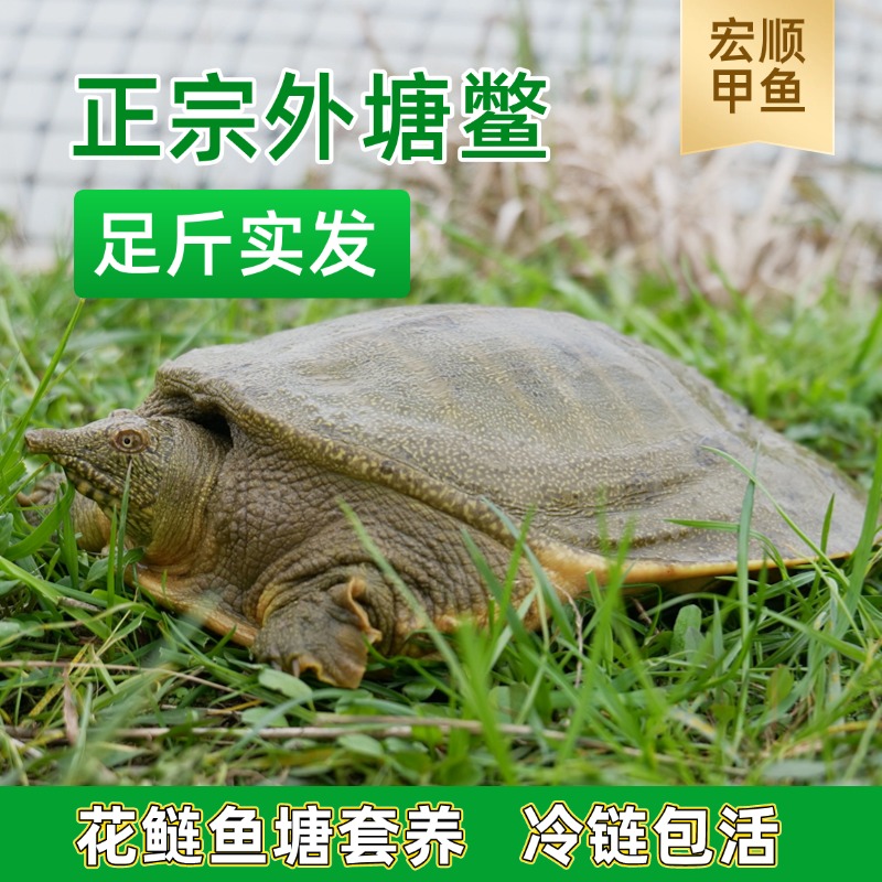 【宏顺甲鱼】直播现场改价   公鱼 外塘冷水甲鱼  黄油甲鱼 中华鳖