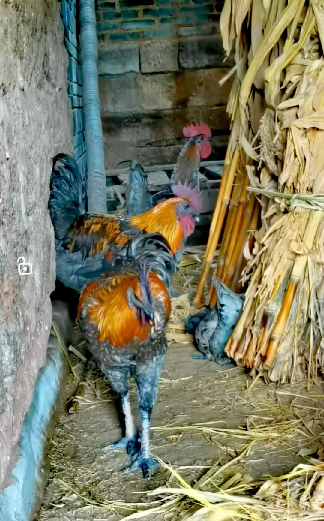 高脚瓦灰土鸡，黄羽土鸡