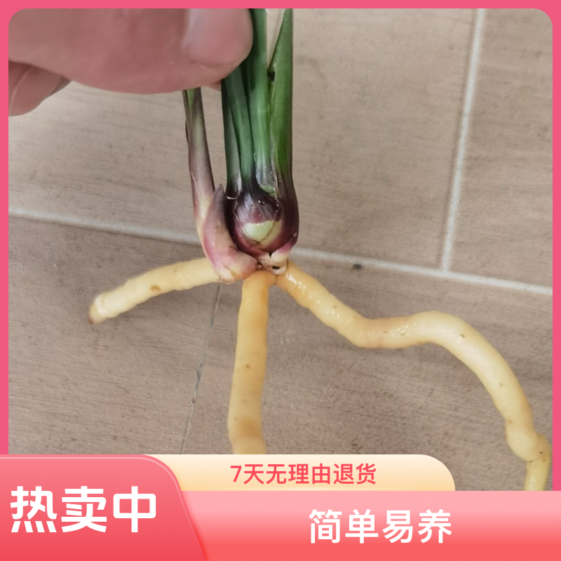 兰花（兰国苑自用分享）