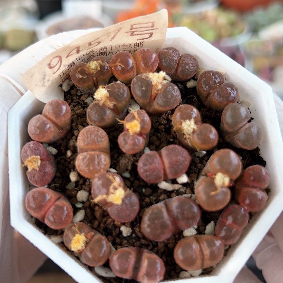 好养易活生石花大母本9457