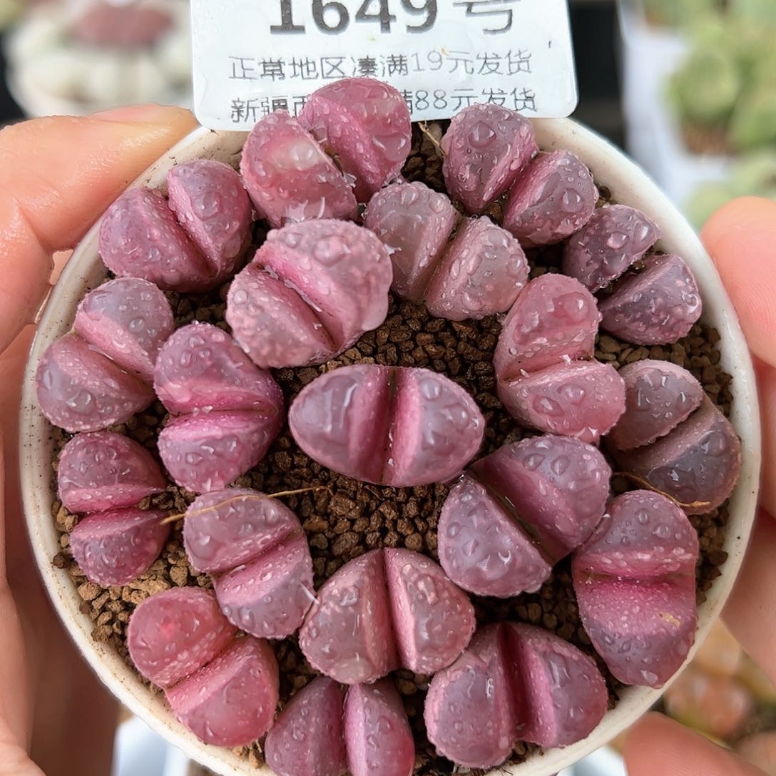 好养易活生石花大母本1649