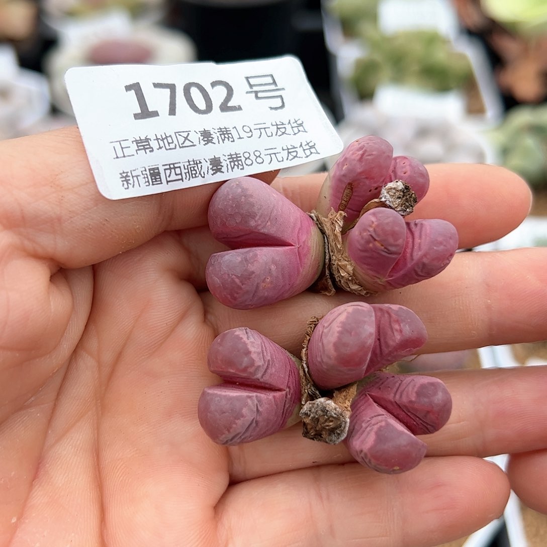好养易活生石花大母本1702
