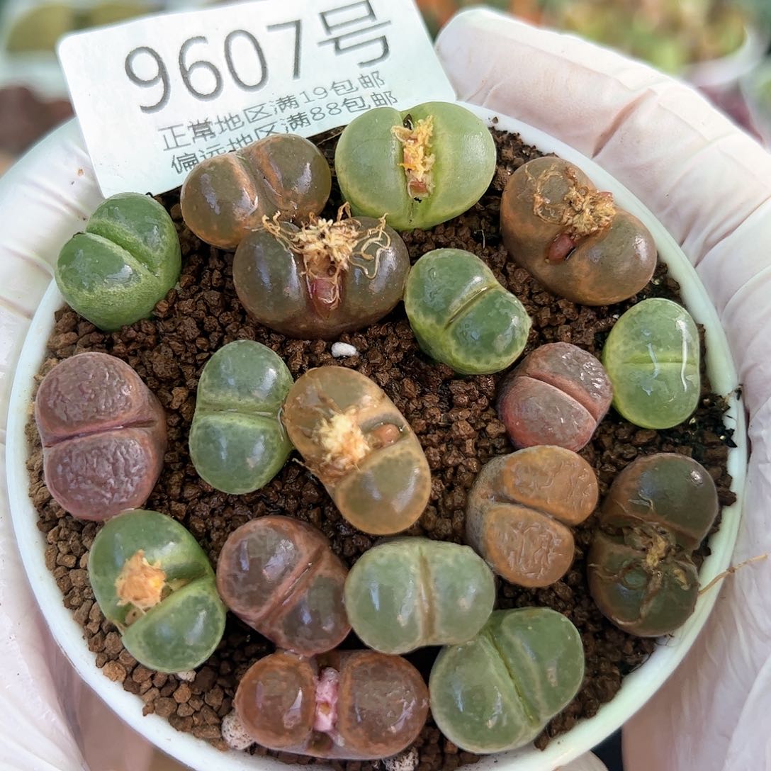 好养易活生石花大母本9607