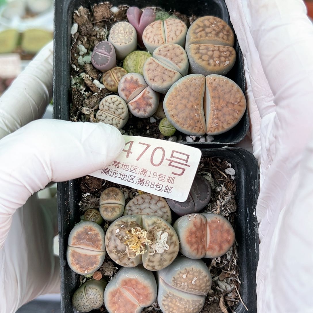 好养易活生石花大母本9470