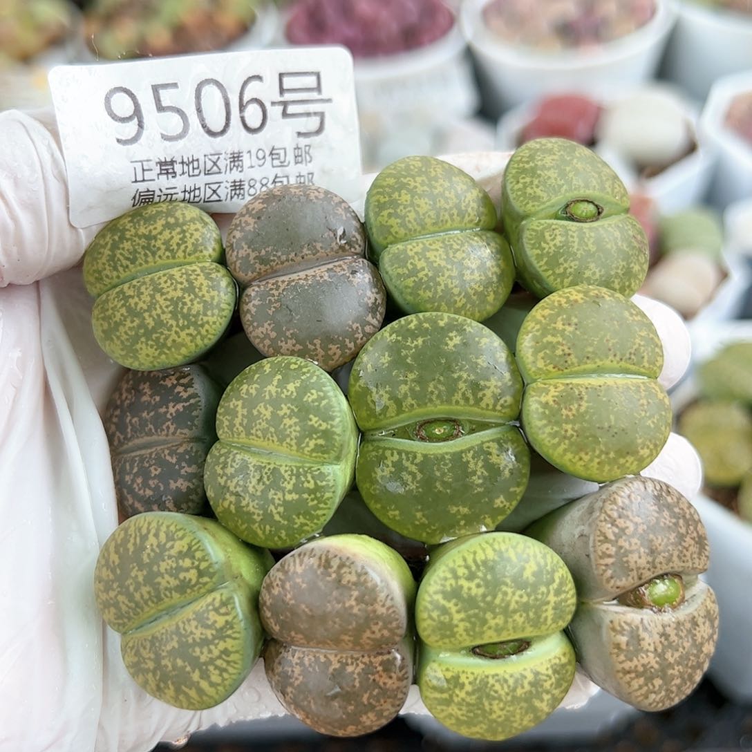 好养易活生石花大母本9506共12颗