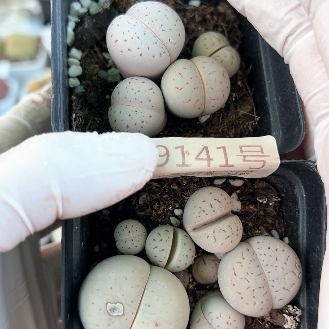 好养易活生石花大母本9141个别腿长特价