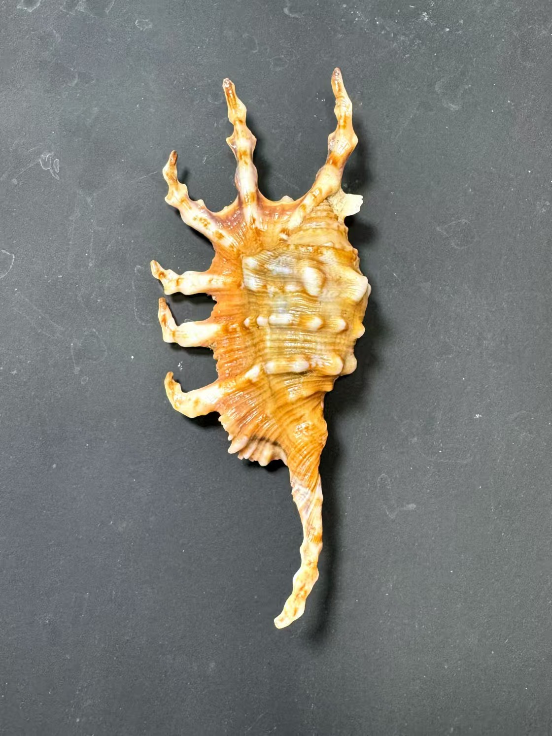 蝎子螺精品海螺系列