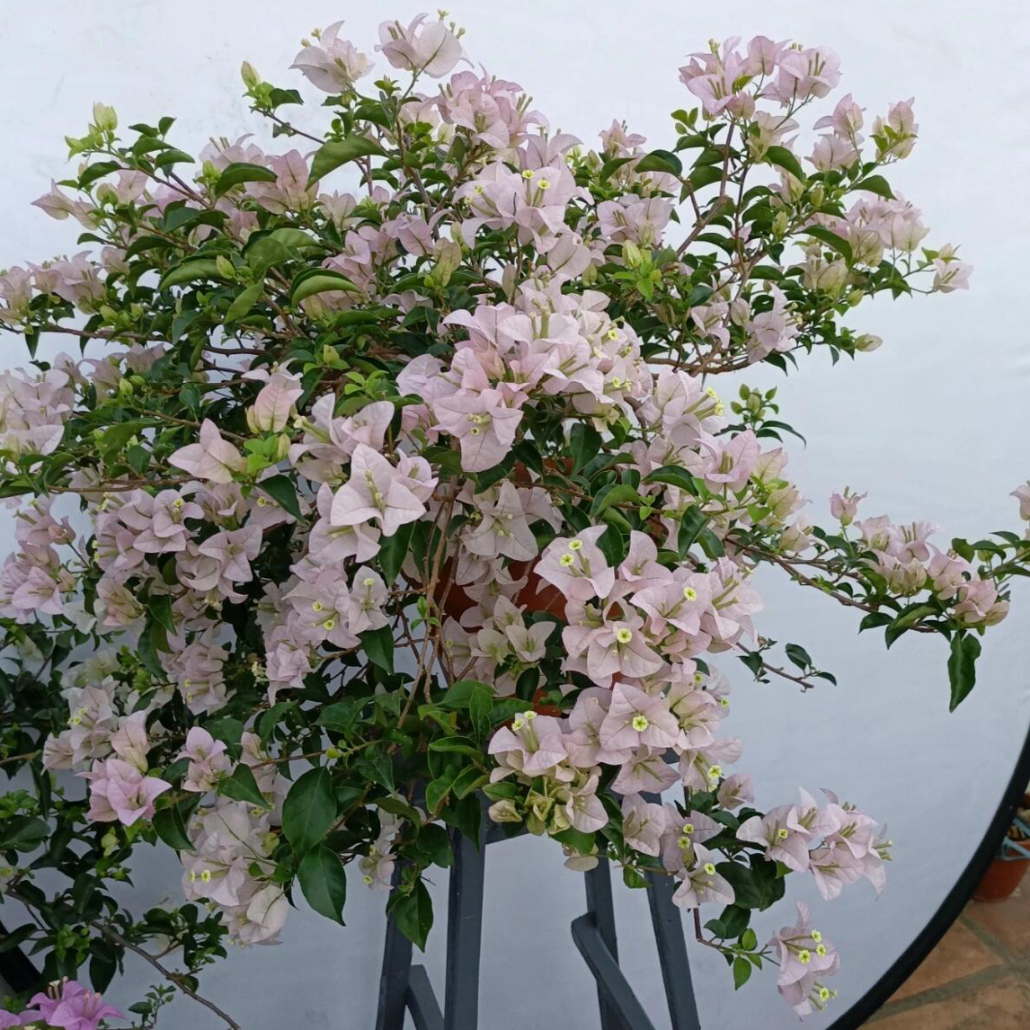 苹果花三角梅录绿植盆栽基地直发