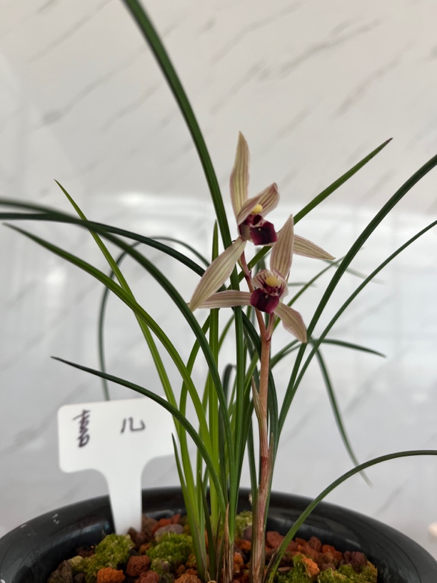 云南细叶莲瓣兰喜儿