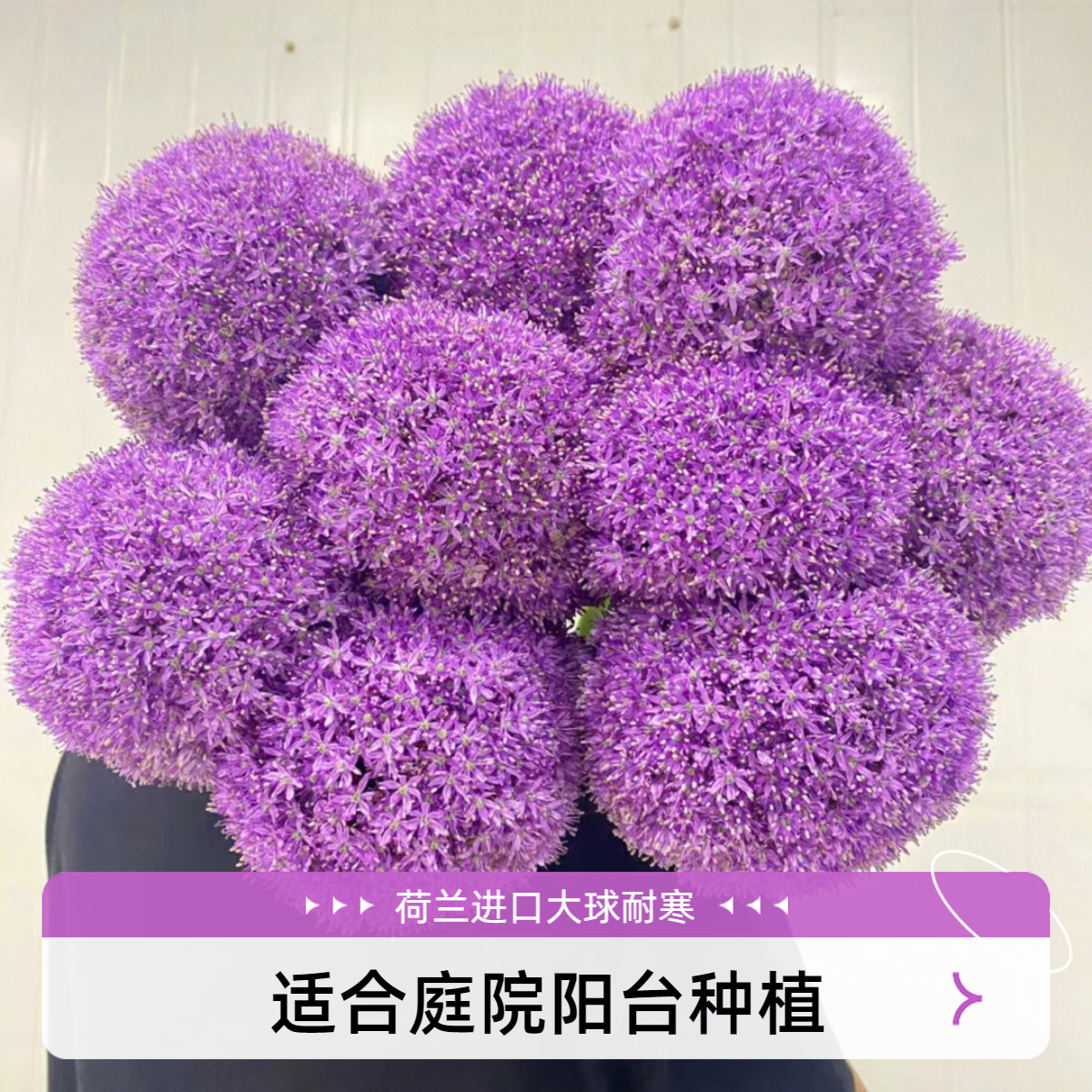 25大球年荷兰进口大花葱庭院阳台多年生耐寒球根花型艳丽低温种植