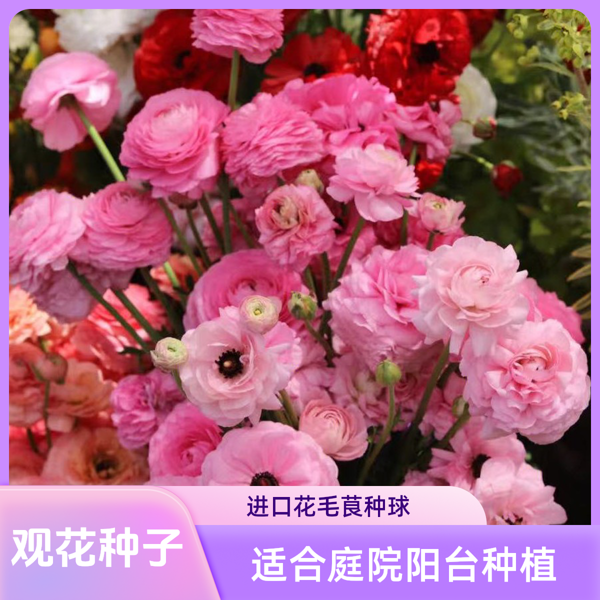 花毛茛种球多年生重瓣芹叶洋牡丹进口庭院阳台球根花卉春季观赏