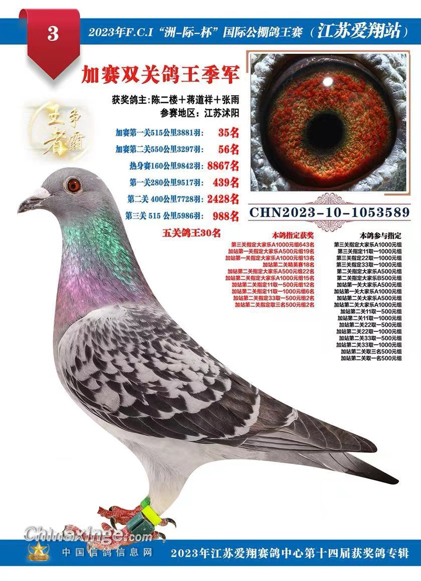 鸽棚功臣硬母鸽出售，子代多次飞高位，包正常下蛋，有精，分享子代