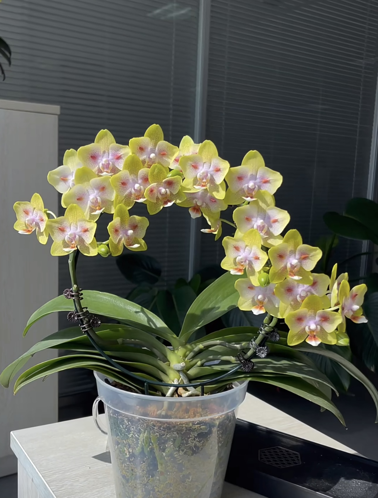 3个花剑  浓香稀少品种  【海绵宝宝】蝴蝶兰   