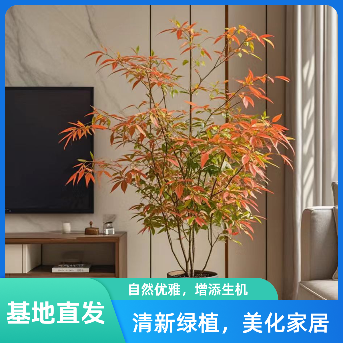 南天竹  现挖现发  