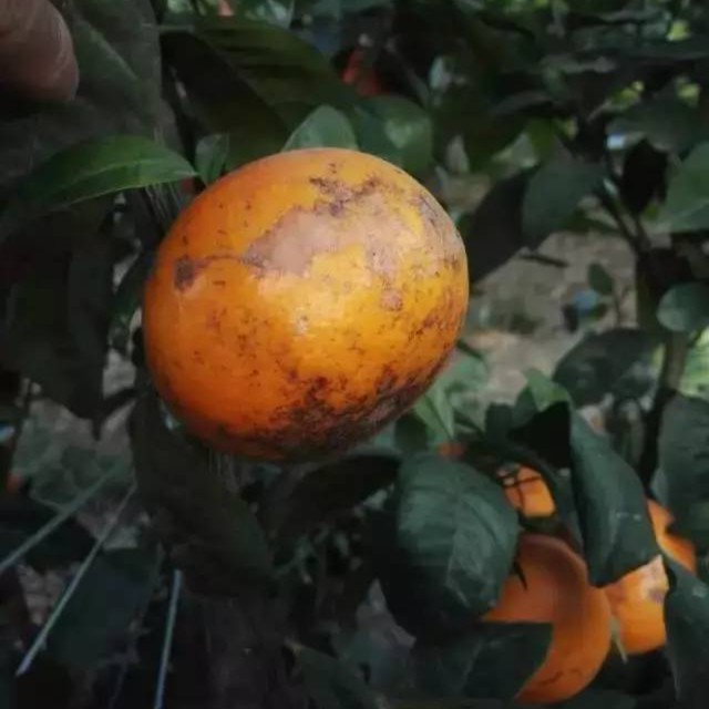 广西花皮乌柑自产自销沃柑中大果9斤新鲜水果爆汁皮薄微酸