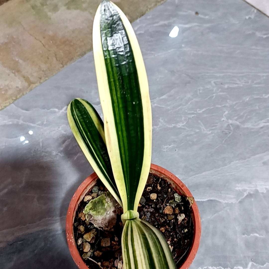 长春精品君子兰 墨彩 立剑 毛油 出门白