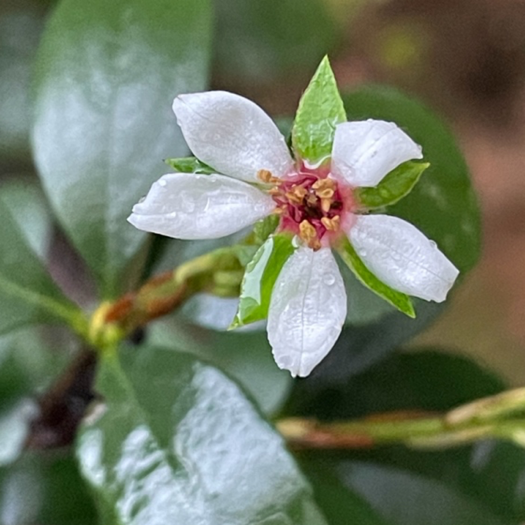 直播链接带盆包邮一物一拍以直播间实物为准福利款海岛春花栀子花