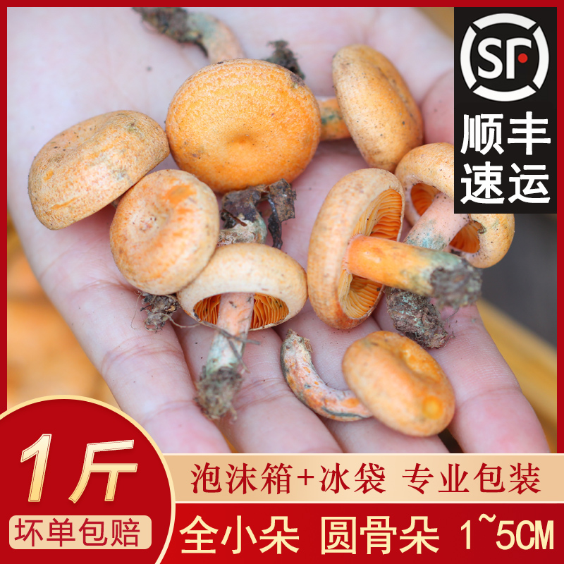 现货现摘湘西新鲜黄枞菌枞树菇鲜枞树菌三九菇菌子松菇松乳菇枞菌