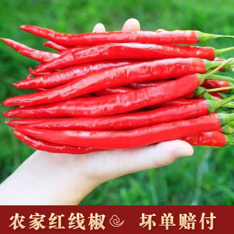 湘西新鲜红辣椒红长线椒红海椒红辣子长海椒做剁椒辣椒酱
