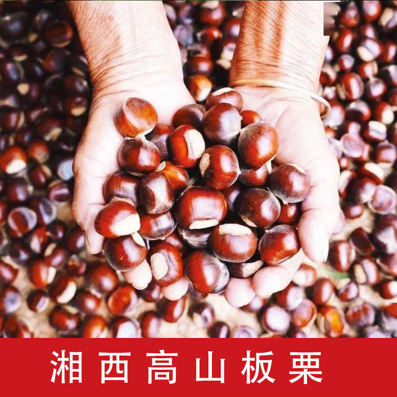 湘西高山板栗成熟饱满新鲜生板栗子现摘生栗生板食用香甜栗子