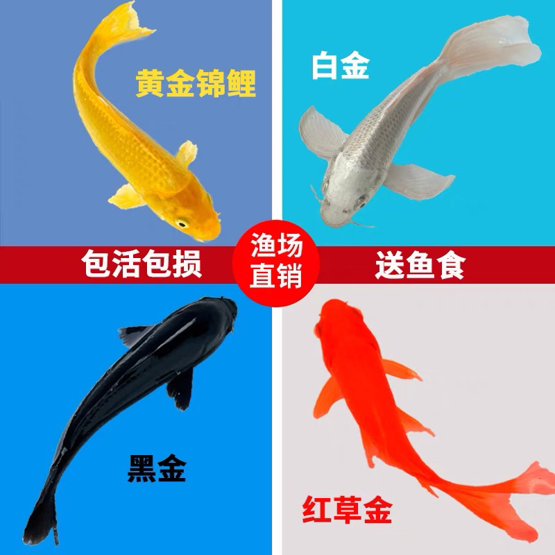 金鱼活体锦鲤观赏鱼小型冷水观赏鱼红黄白草冷水淡水红鲤鱼小鱼苗