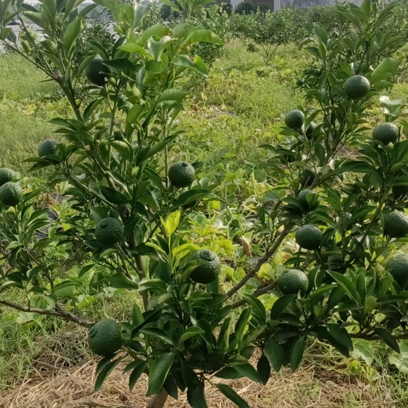 【黄金贡柚小土球苗】象山青春香桔柚庭院盆栽地栽阳台种植嫁接苗