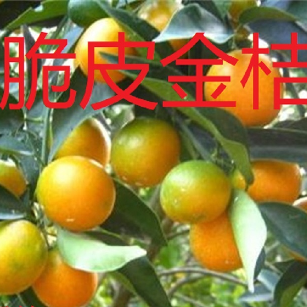 【脆皮金桔小土球】第二代金桔保湿庭院盆栽地栽阳台种植嫁接苗基地