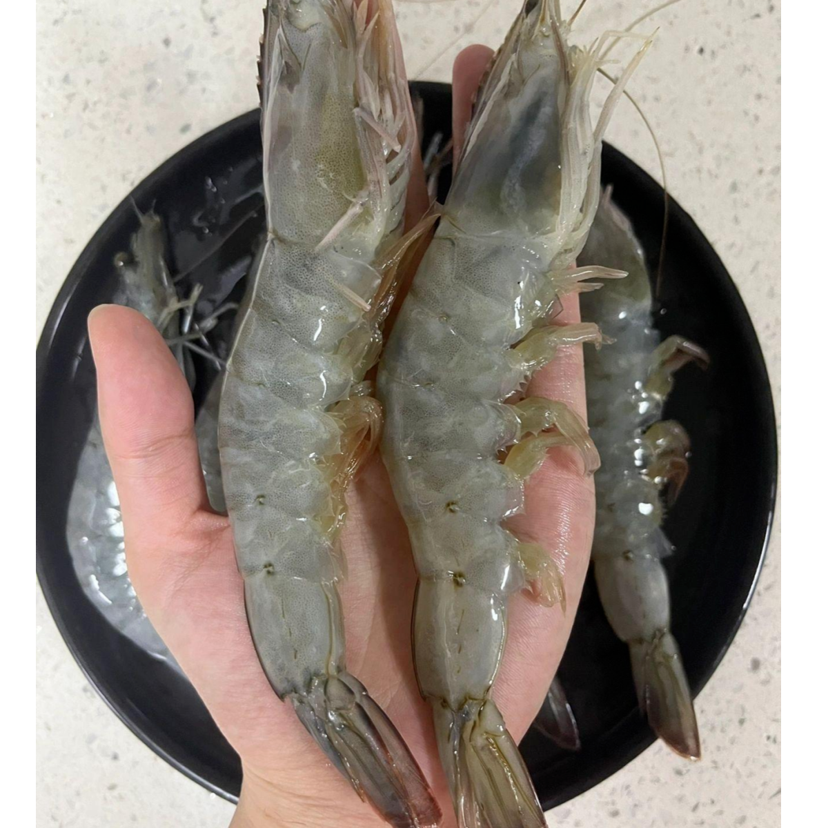 大个活虾2500g
