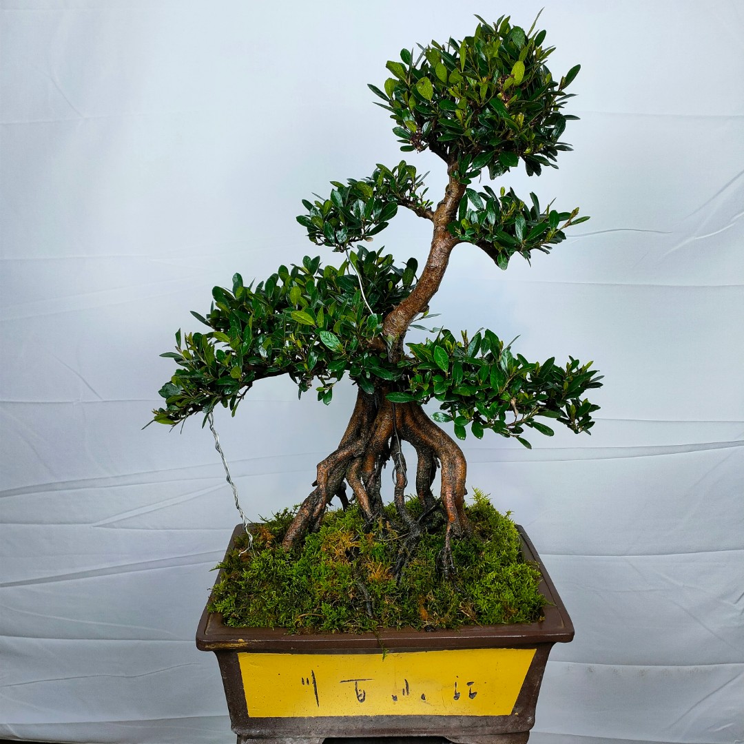 中华蚊母盆景（开花结果 四季常青 ）直播专用 不支持单拍 不包邮