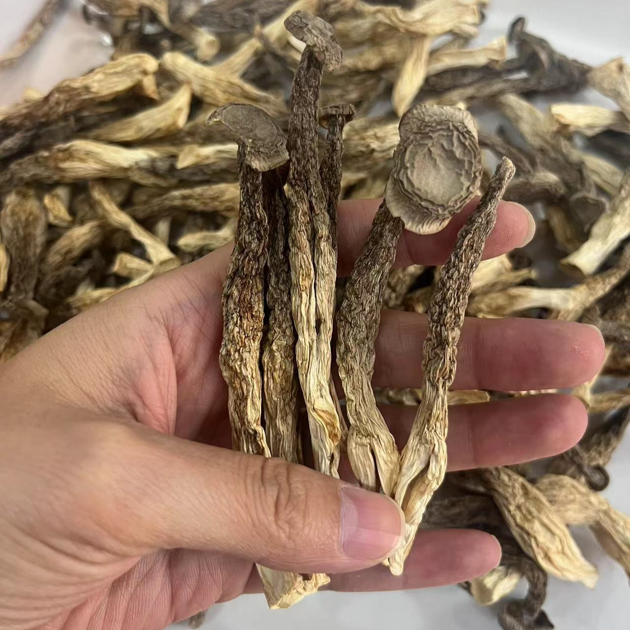 【鹿茸菇】【香菇】 【巴西菇】